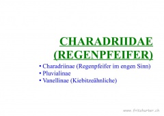 Charadriidae (Regenpfeifer)